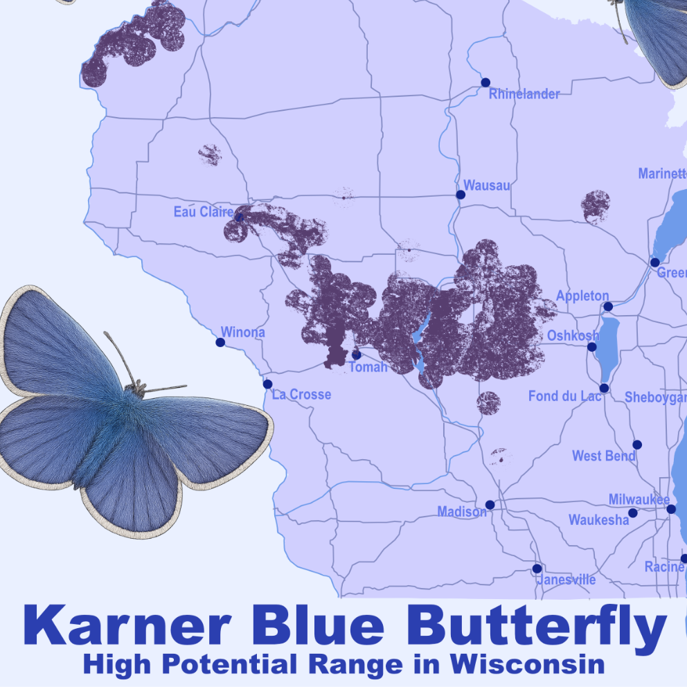 Karner Blue Butterfly